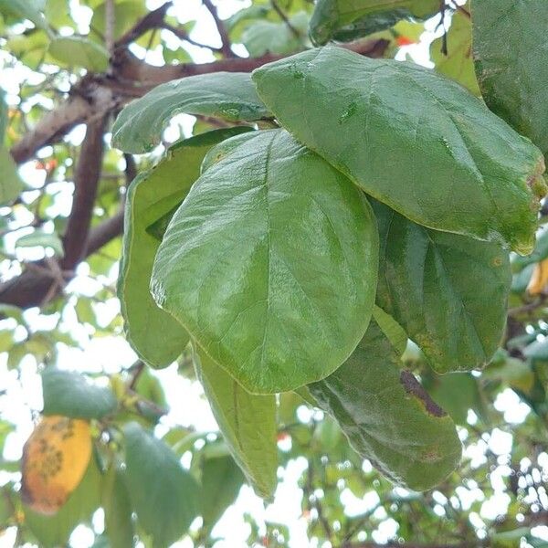 Cordia sebestena Leaf
