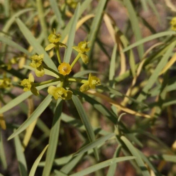 Euphorbia regis-jubae Цвят