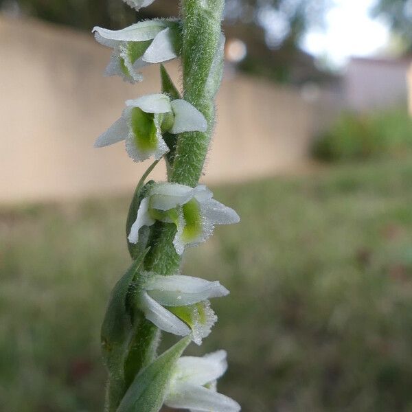 Spiranthes spiralis Flower