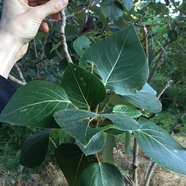 Populus balsamifera Листок