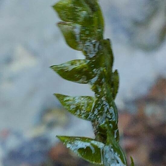 Elodea canadensis 葉