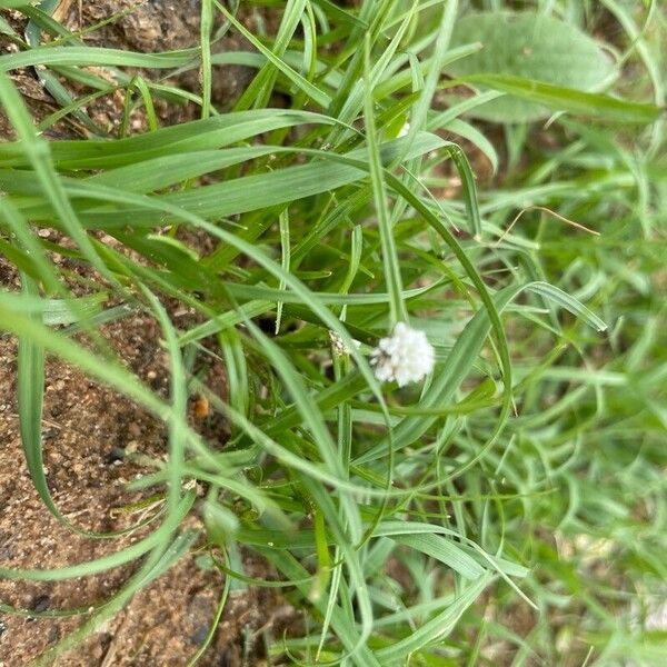 Cyperus niveus Blad