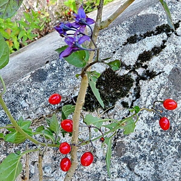 Solanum dulcamara Цветок