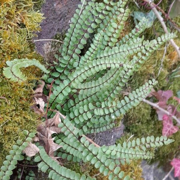 Asplenium trichomanes Habit