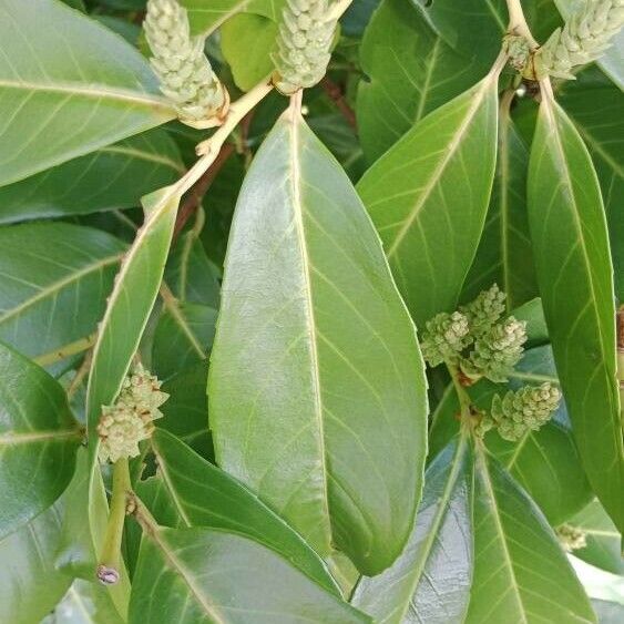 Prunus laurocerasus Leht