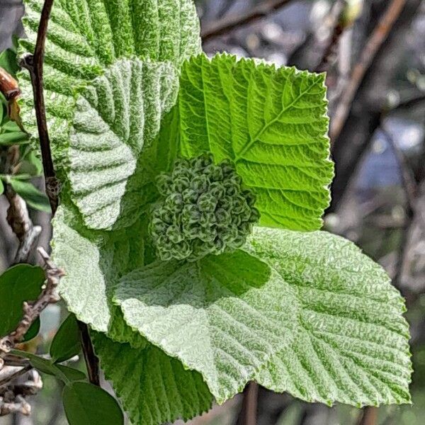 Aria edulis Blad