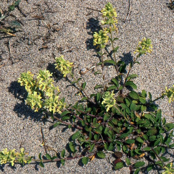 Stachys maritima Habit