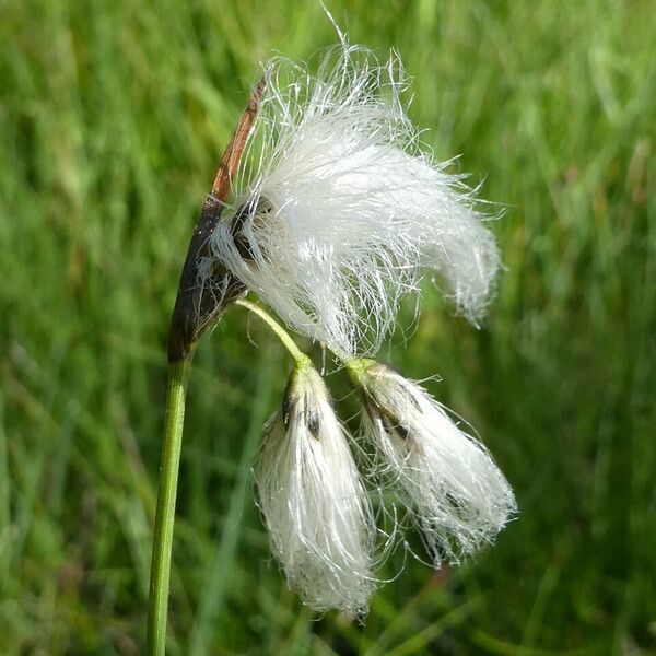 Eriophorum angustifolium Cvet