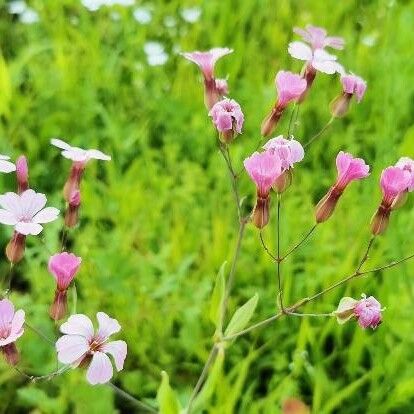 Gypsophila vaccaria Flower