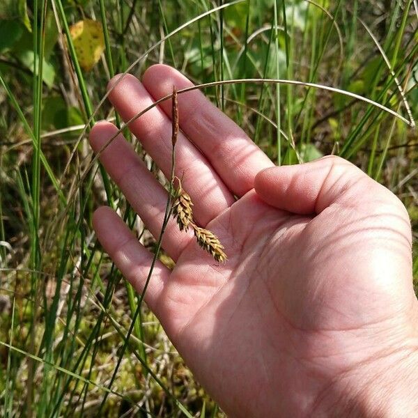 Carex limosa ഫലം