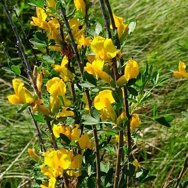 Chamaecytisus ruthenicus Elinympäristö