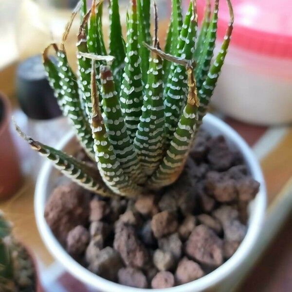 Haworthia fasciata Leaf