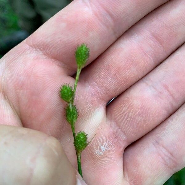 Carex tribuloides Frucht