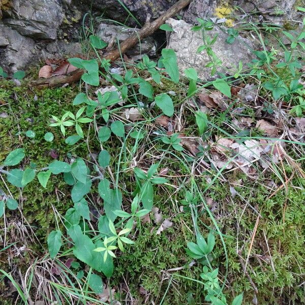 Rubia peregrina 整株植物