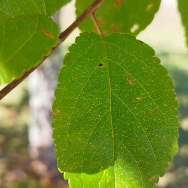 Malus × prunifolia Blatt