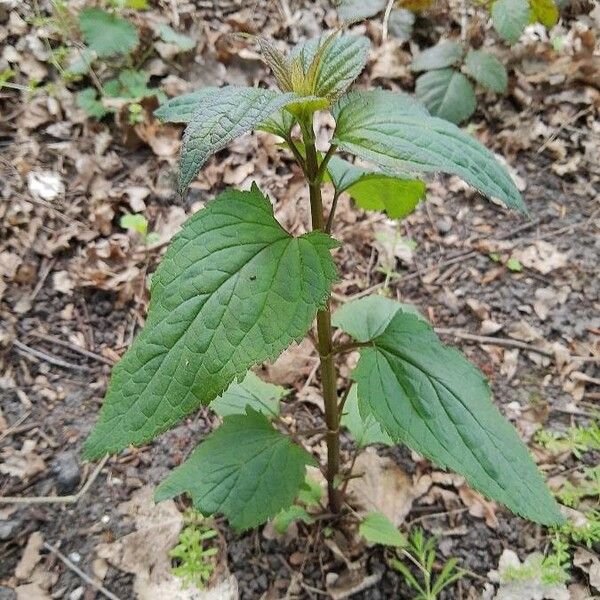 Scrophularia nodosa Φύλλο