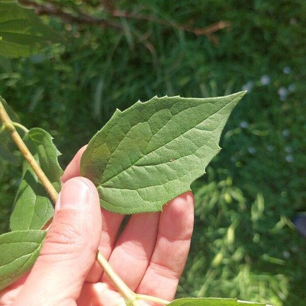 Philadelphus coronarius Leaf