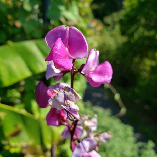 Lablab purpureus ফুল