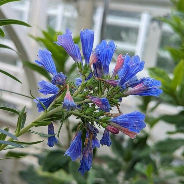 Echium thyrsiflorum Žiedas