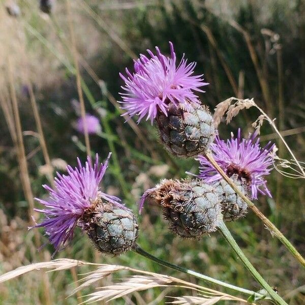 Centaurea stoebe 花