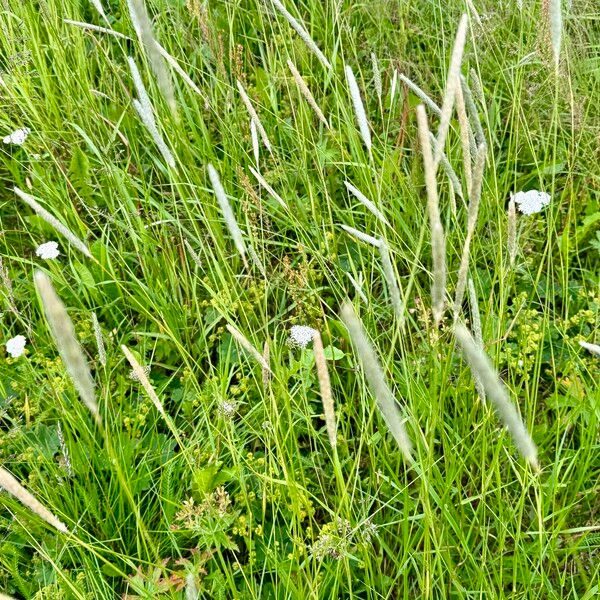 Phleum phleoides Flower