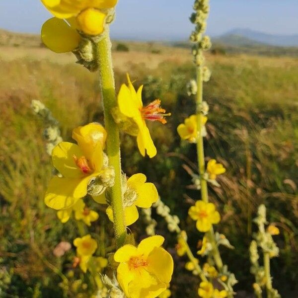 Verbascum sinaiticum Flower