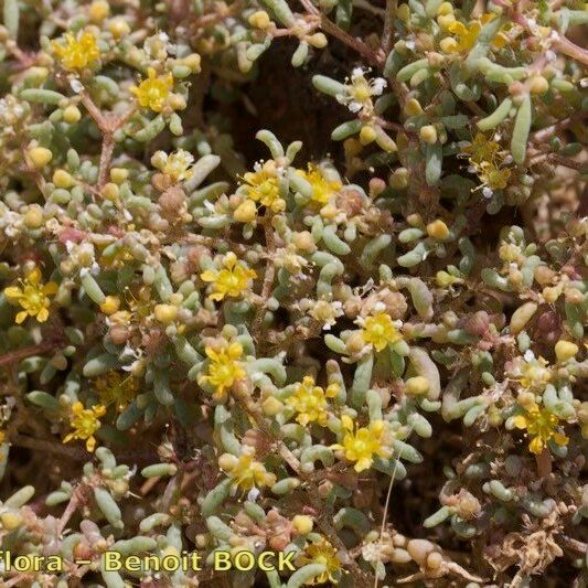 Zygophyllum simplex Habitus