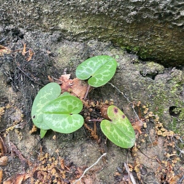 Asarum virginicum 葉