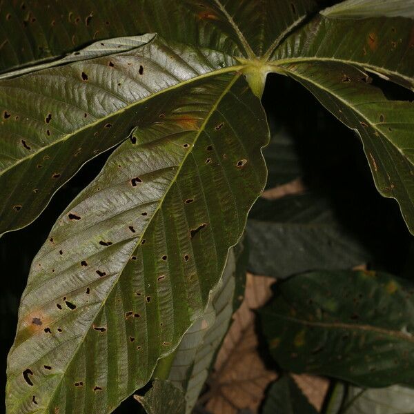 Pourouma bicolor Blad