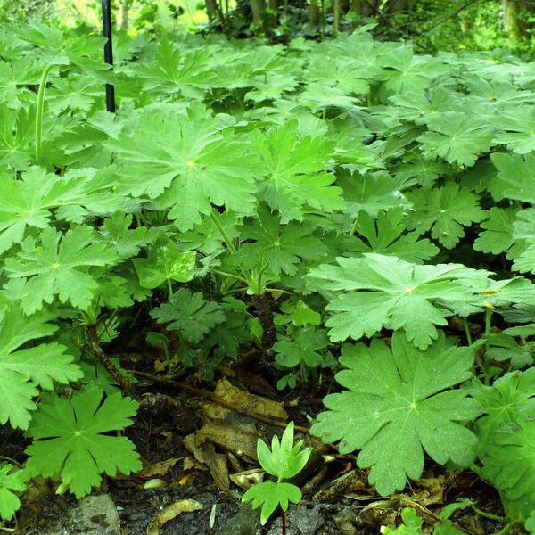 Geranium macrorrhizum Staniste