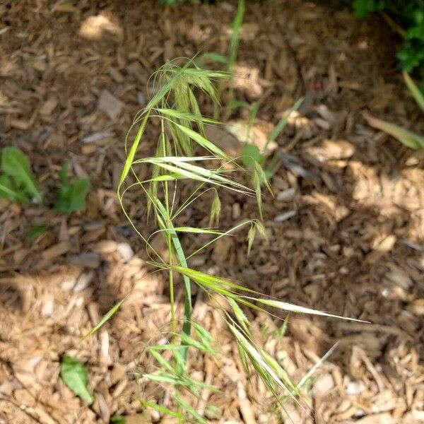 Bromus tectorum Květ