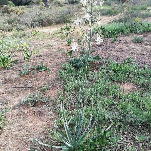 Asphodelus ramosus Habit