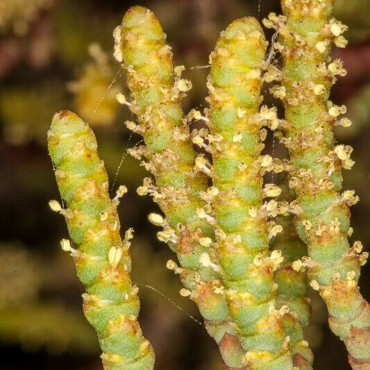 Arthrocaulon macrostachyum Blodyn