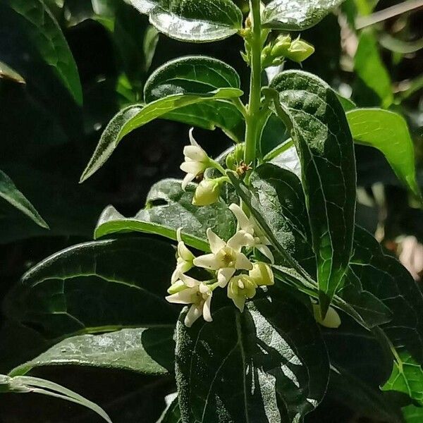 Vincetoxicum hirundinaria Flower