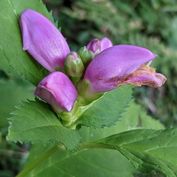 Chelone obliqua Λουλούδι