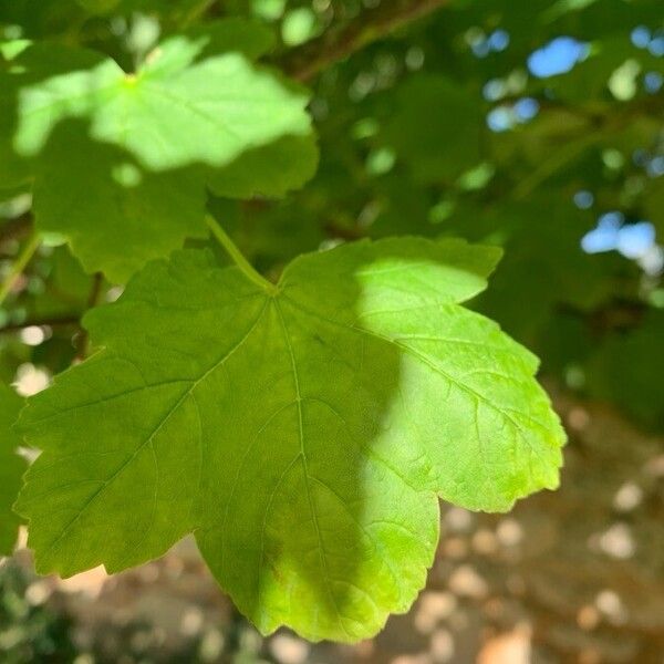 Acer opalus Blad