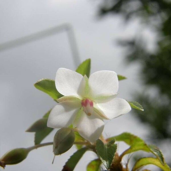 Sauvagesia erecta Blodyn