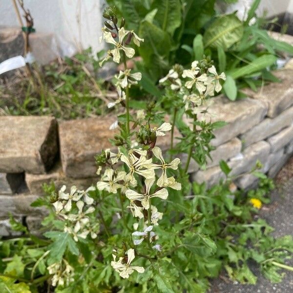 Eruca vesicaria फूल