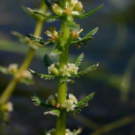 Myriophyllum verticillatum Інше