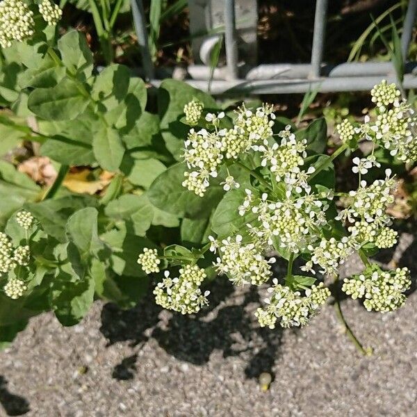 Lepidium draba Blodyn