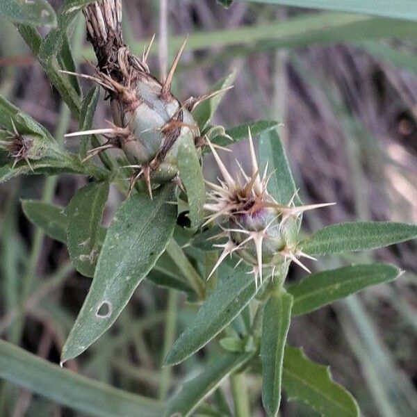 Centaurea aspera Çiçek