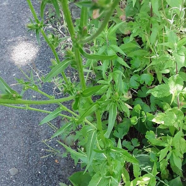 Cichorium endivia Hábito