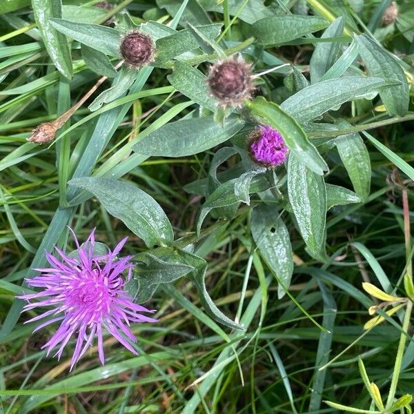 Centaurea nigra Foglia