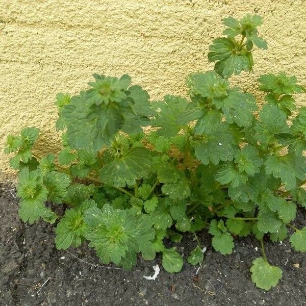 Lamium amplexicaule Vekstform