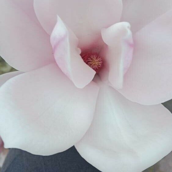 Magnolia × soulangeana Floare