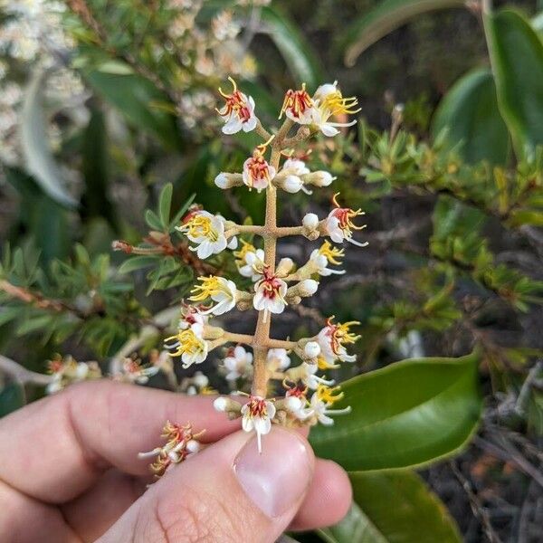 Miconia stenostachya പുഷ്പം