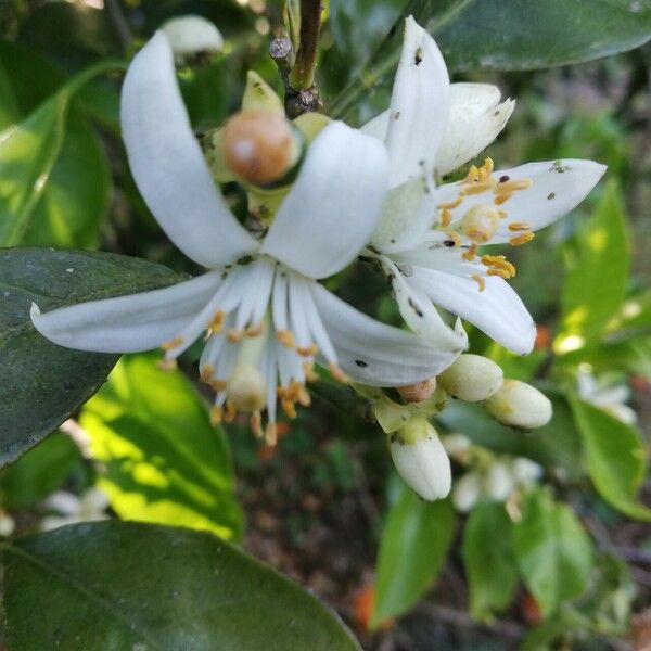 Citrus × aurantium Kwiat