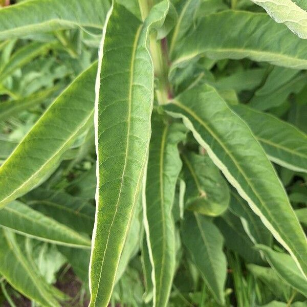 Lobelia tupa برگ