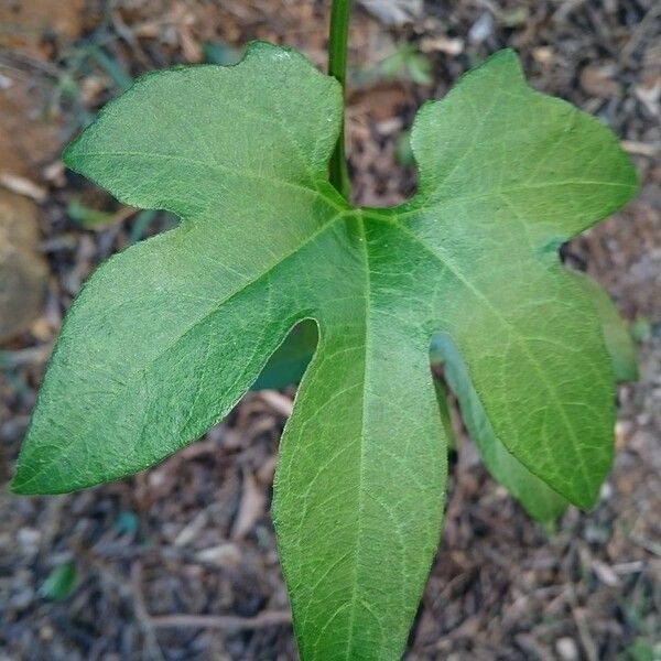 Cayaponia americana 叶