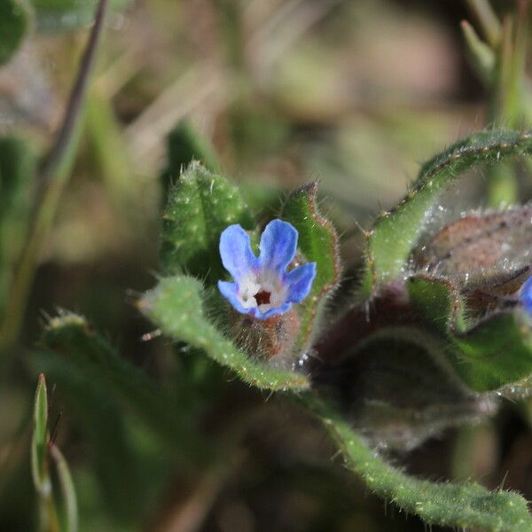 Nonea micrantha Flower